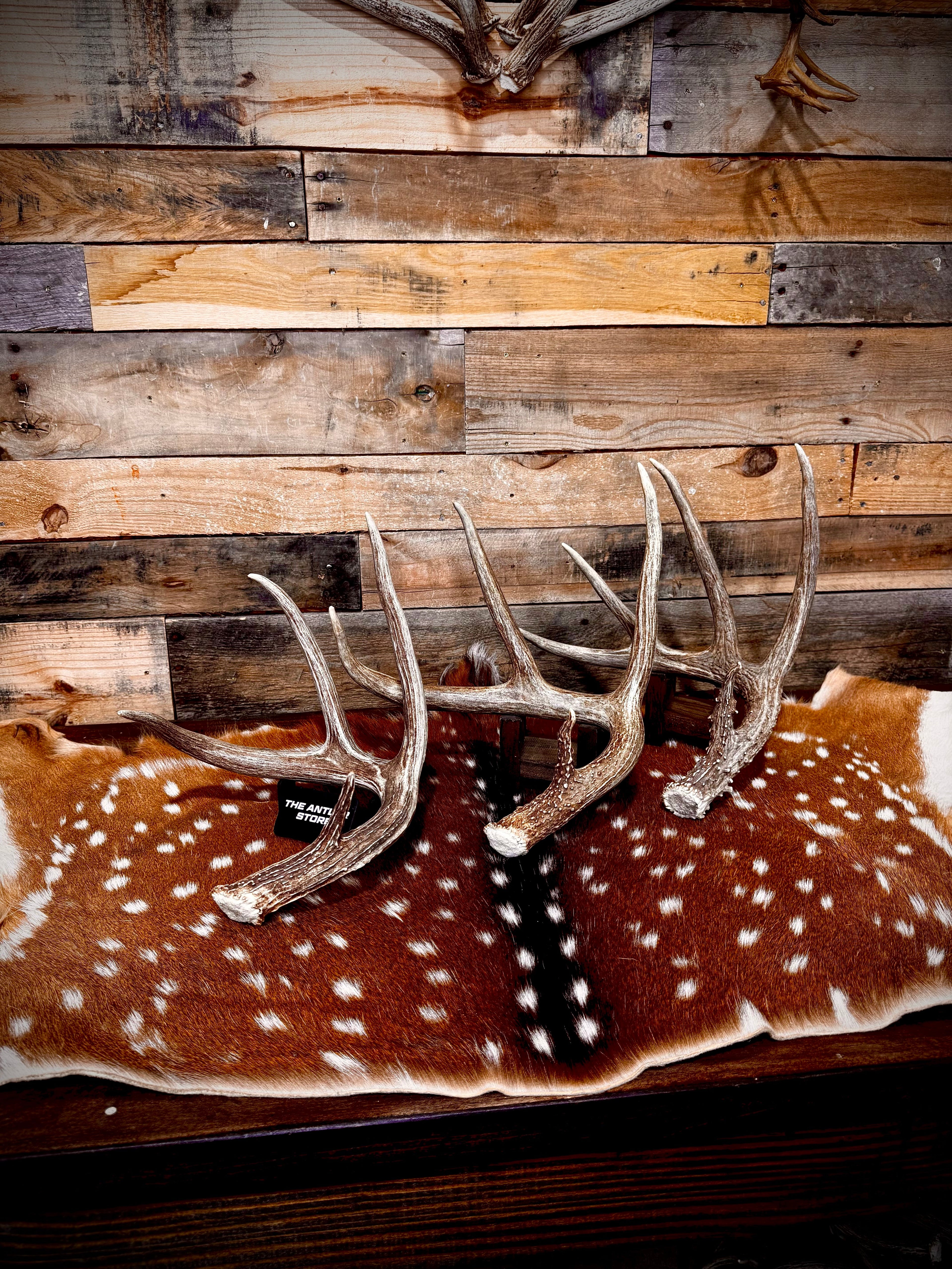 Shop By Species