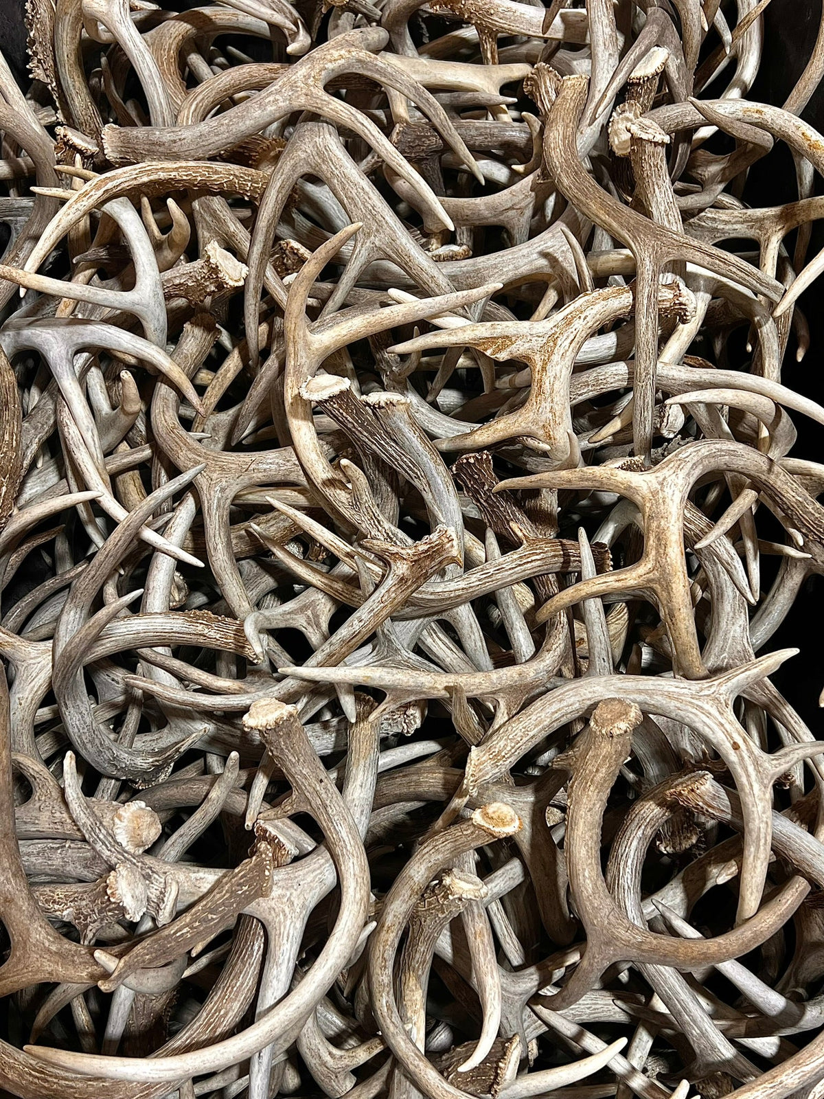 Antlers By The Pound