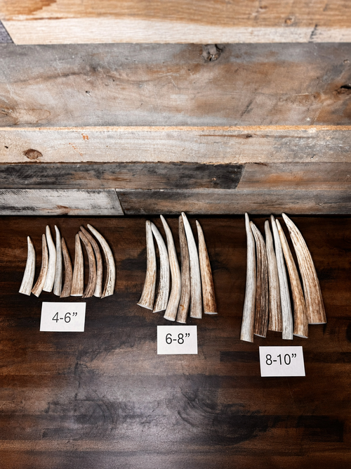1, 5, or 10-Pack of Deer Antler Tips/Points/Tines - Choose Length