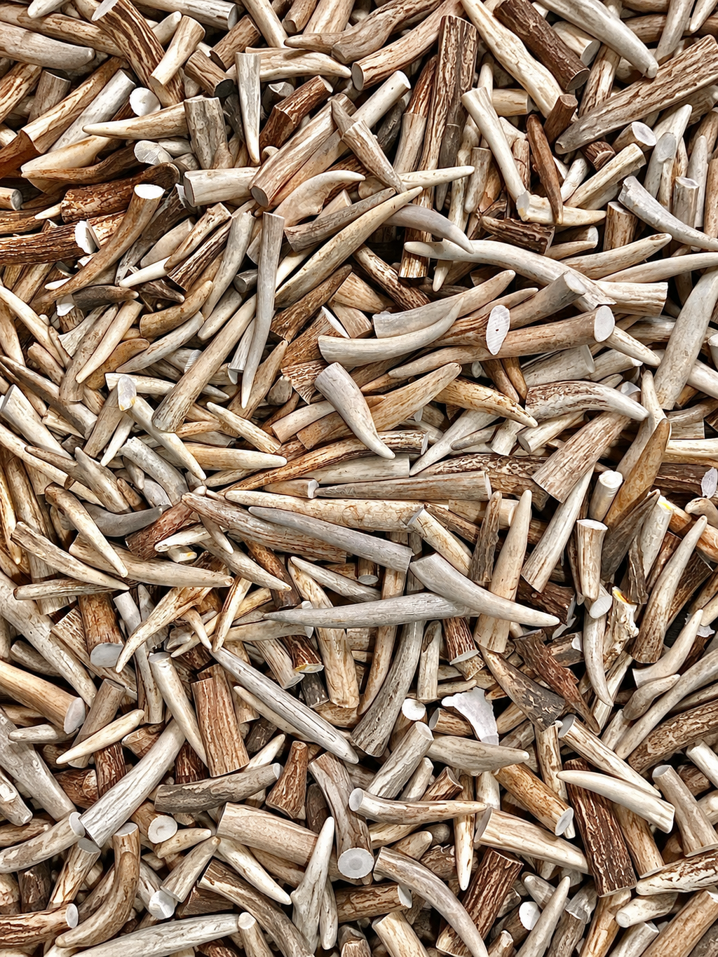 Extra-Small Deer Antler Tips/Tines/Points - 1-4" Long - 12, 24, & 48 Packs