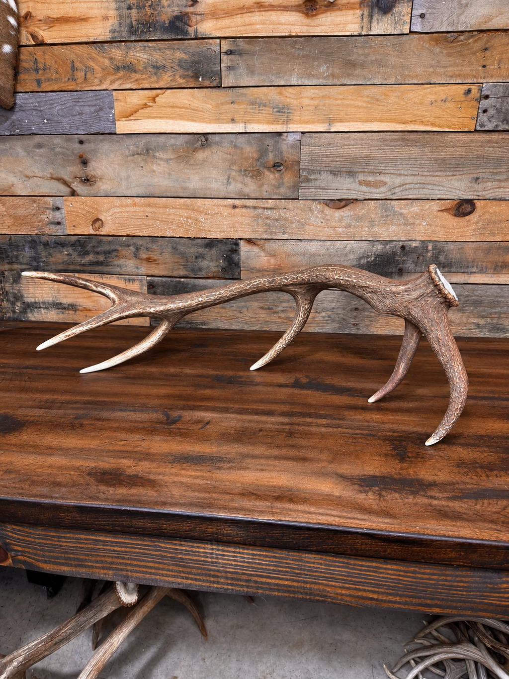 33" Dark Brown Red Stag Antler Shed