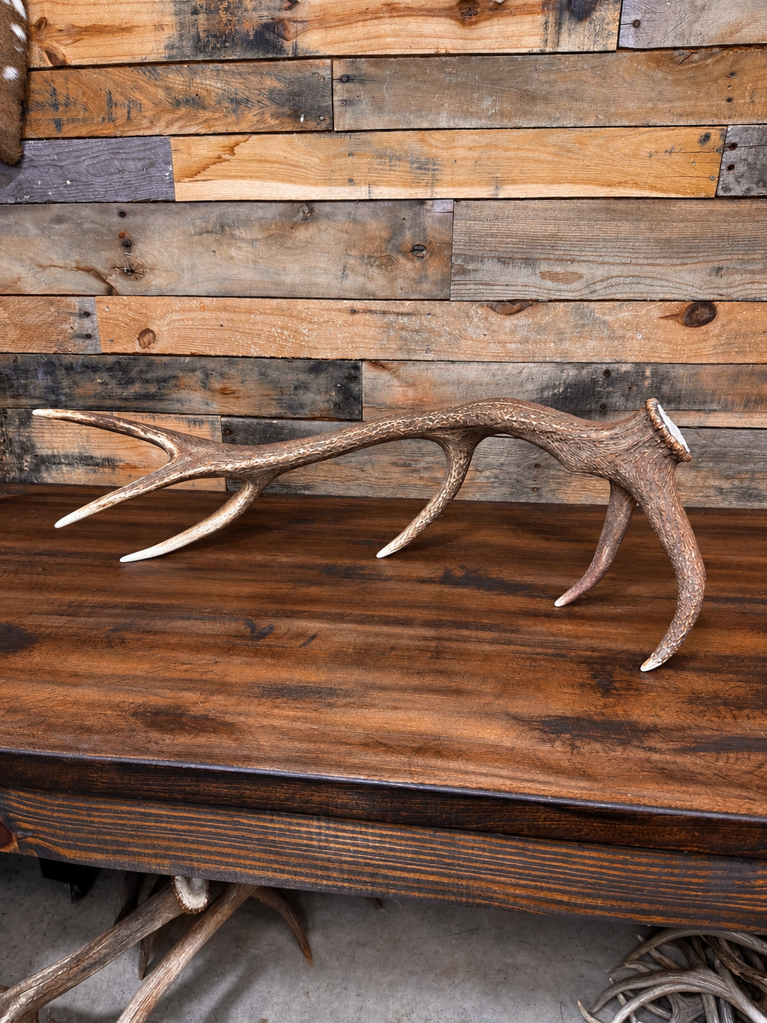 33" Dark Brown Red Stag Antler Shed