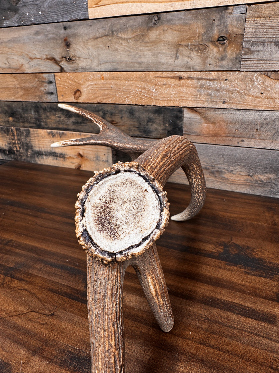 33" Dark Brown Red Stag Antler Shed