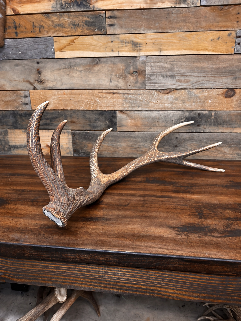 33" Dark Brown Red Stag Antler Shed