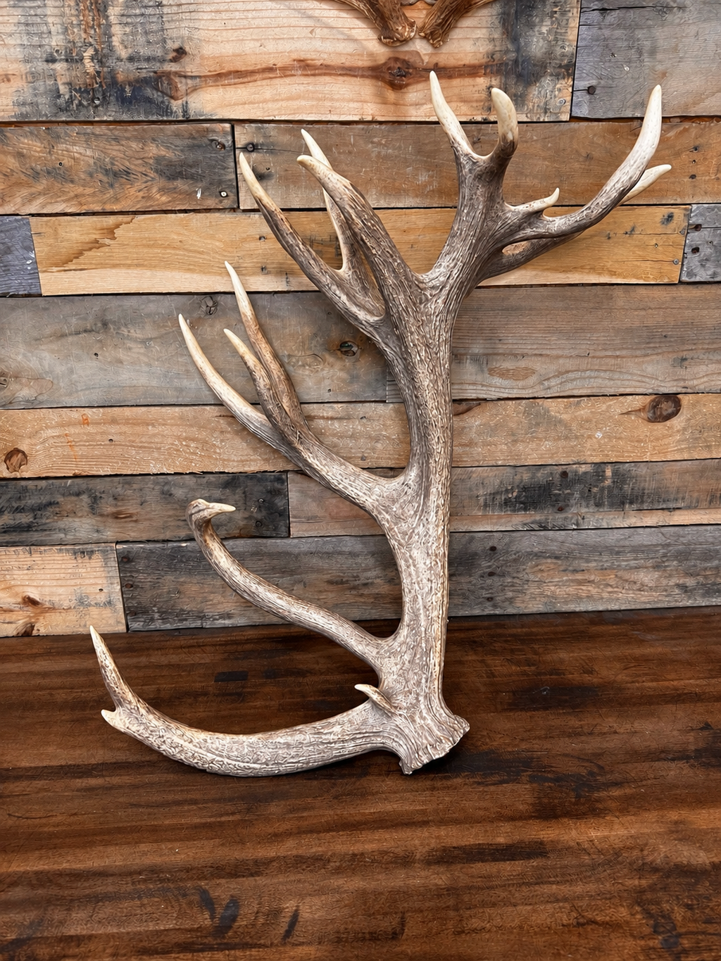 Nice Red Stag Antler Shed - 15 Points, 29" Long