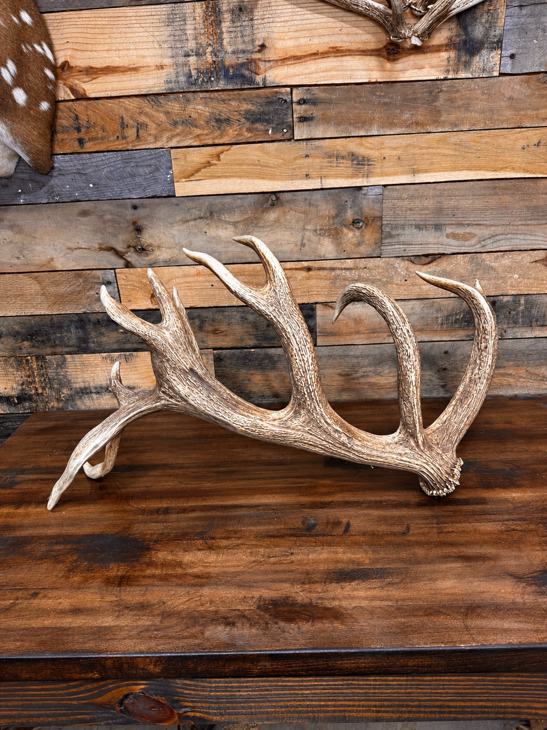 Nice Red Stag Antler Shed - 15 Points, 29" Long