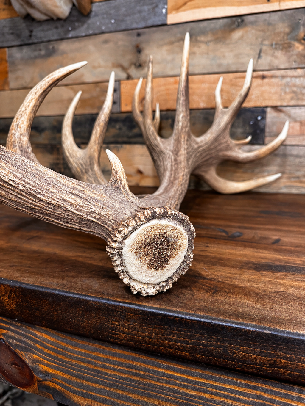 Nice Red Stag Antler Shed - 15 Points, 29" Long