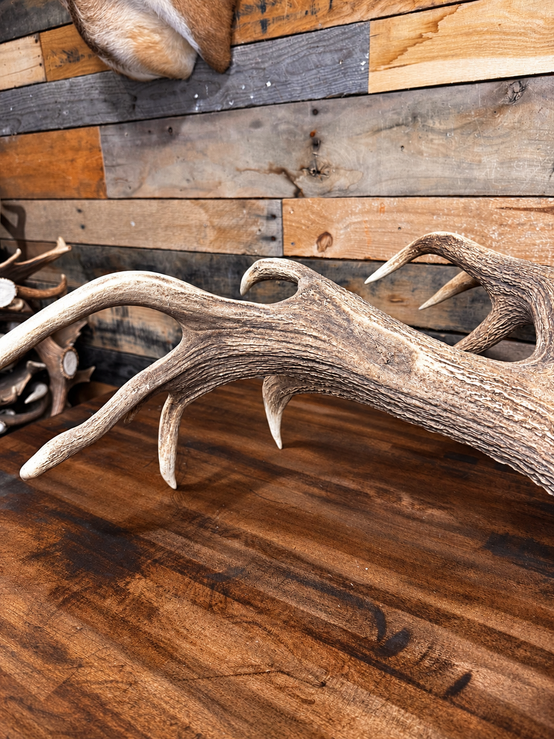Nice Red Stag Antler Shed - 15 Points, 29" Long