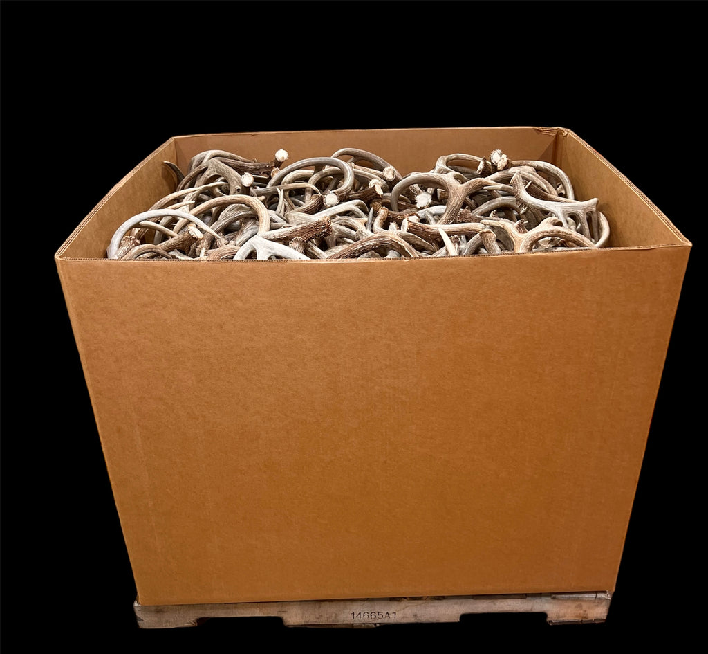 A Grade WHITETAIL Deer Antler Sheds - 5 or 10 Pounds - Minor Broken Tines Light Blemishes - Free Ship