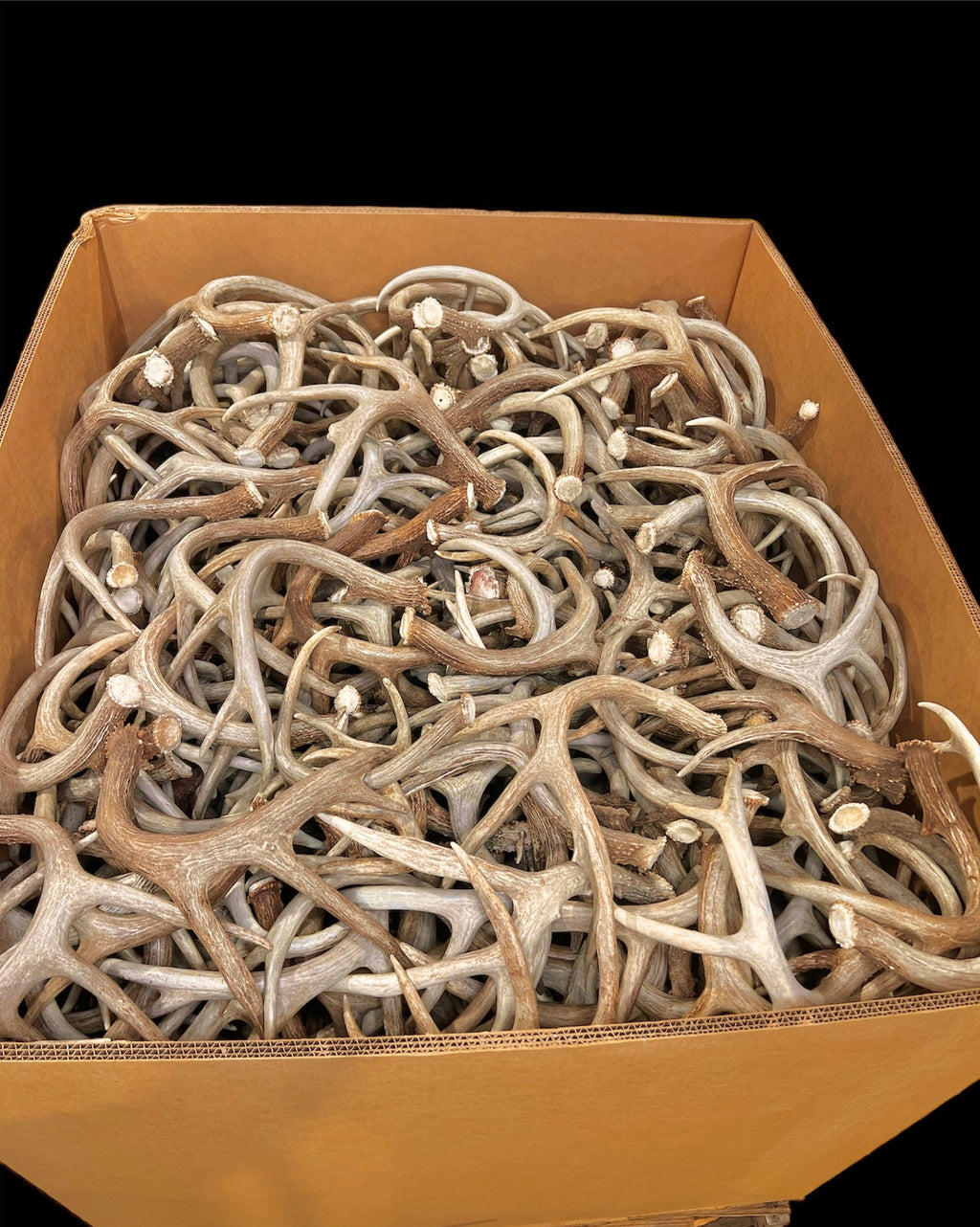 A Grade WHITETAIL Deer Antler Sheds - 5 or 10 Pounds - Minor Broken Tines Light Blemishes - Free Ship