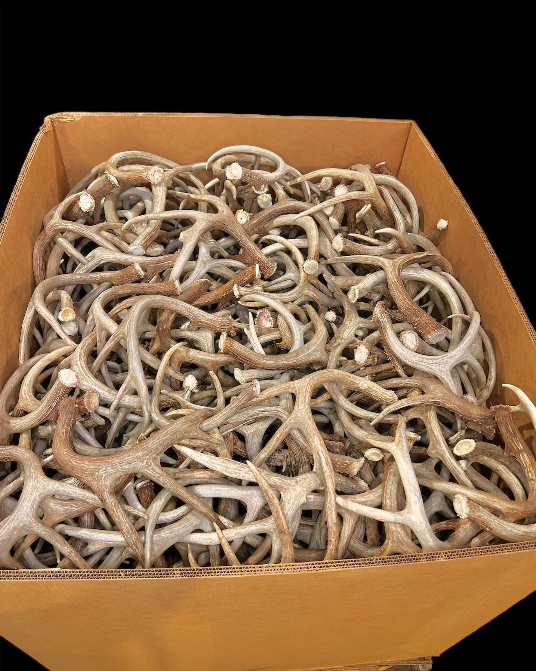 A Grade WHITETAIL Deer Antler Sheds - 5 or 10 Pounds - Minor Broken Tines Light Blemishes - Free Ship