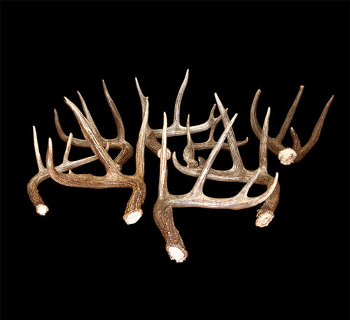 A Grade WHITETAIL Deer Antler Sheds - 5 or 10 Pounds - Minor Broken Tines Light Blemishes - Free Ship