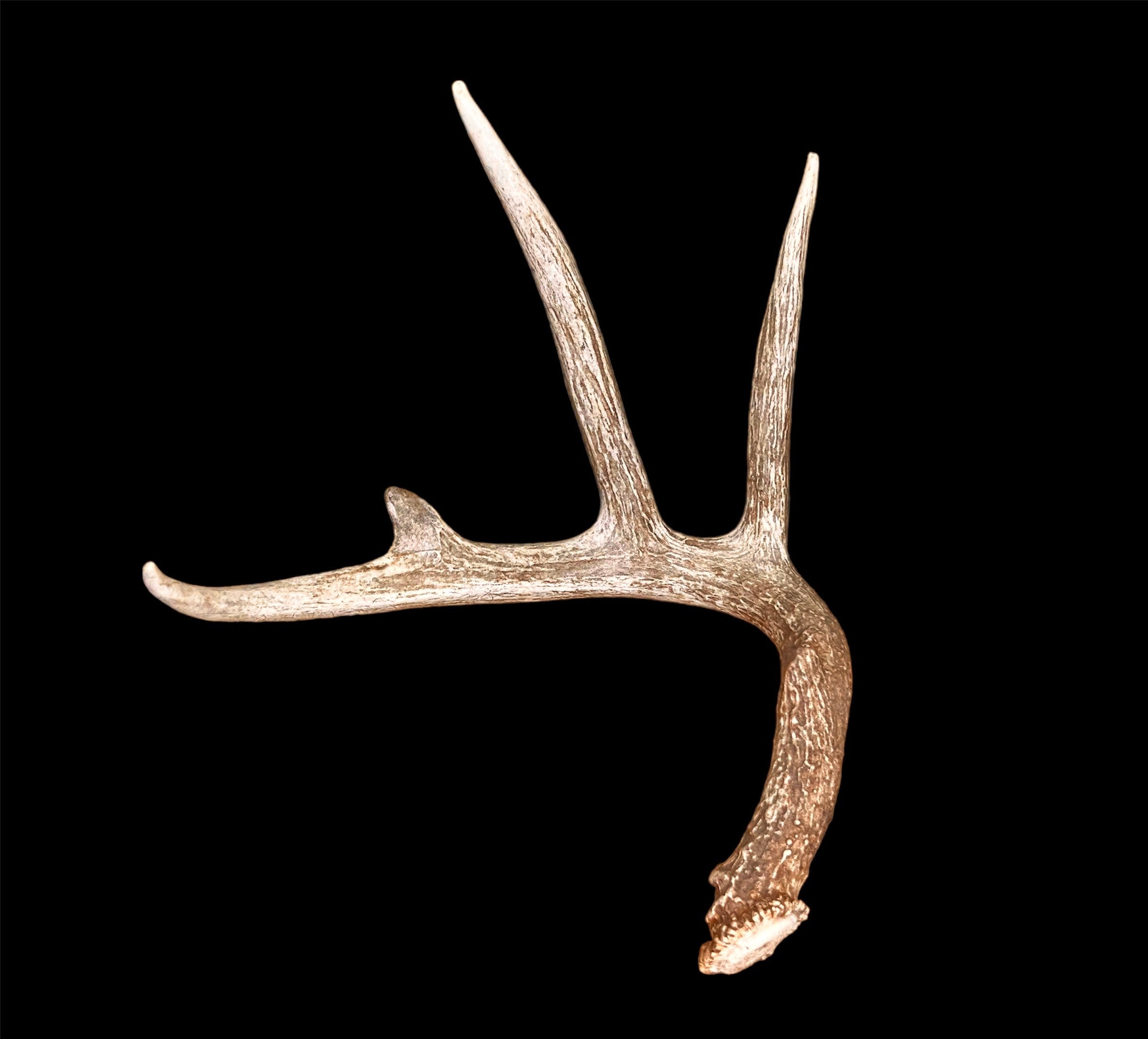 A Grade WHITETAIL Deer Antler Sheds - 5 or 10 Pounds - Minor Broken Tines Light Blemishes - Free Ship