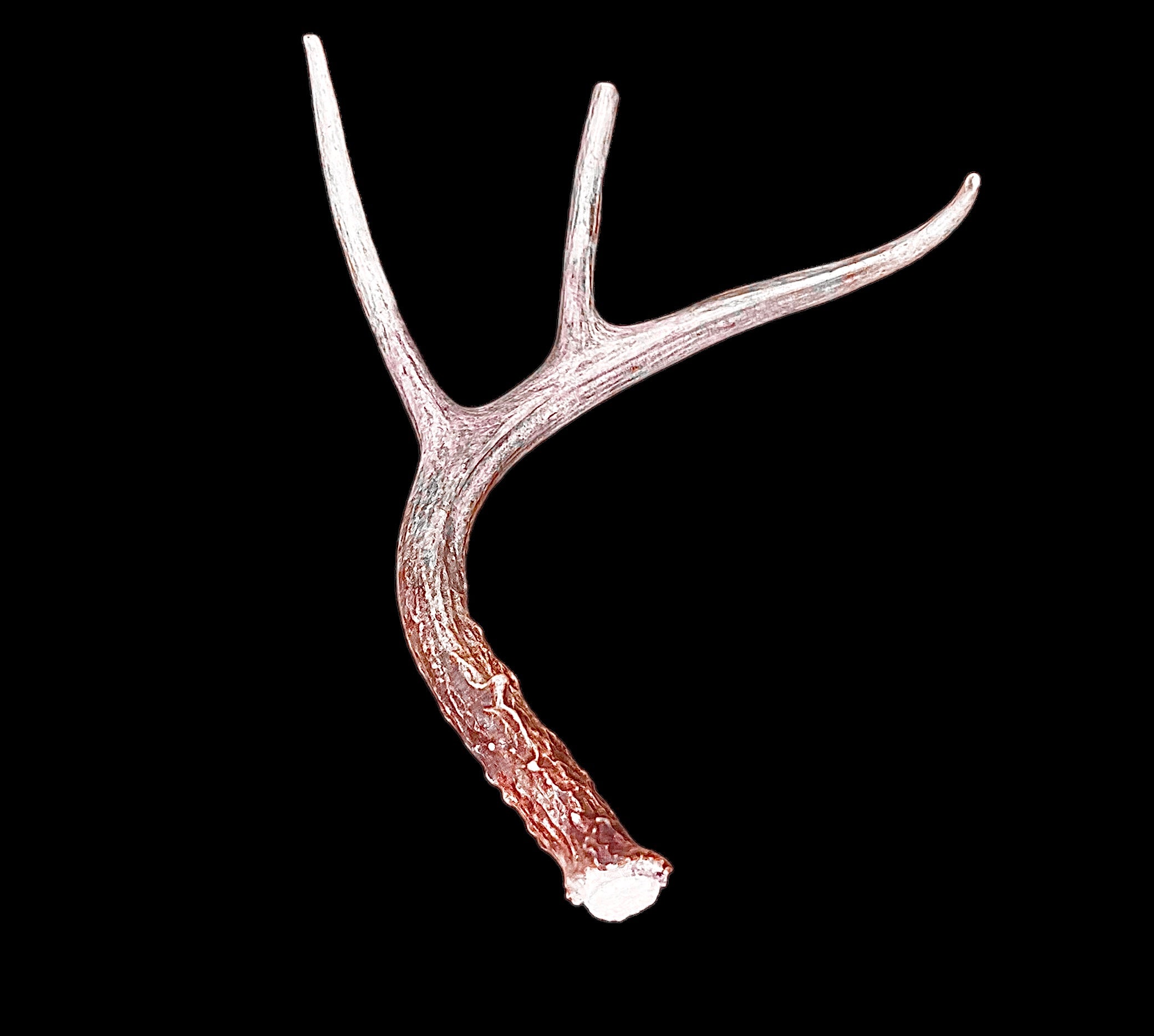 A Grade WHITETAIL Deer Antler Sheds - 5 or 10 Pounds - Minor Broken Tines Light Blemishes - Free Ship