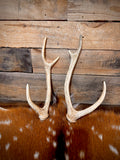 Pair of Non-Matching Axis Deer Antler Sheds - A Grade - Choose Size