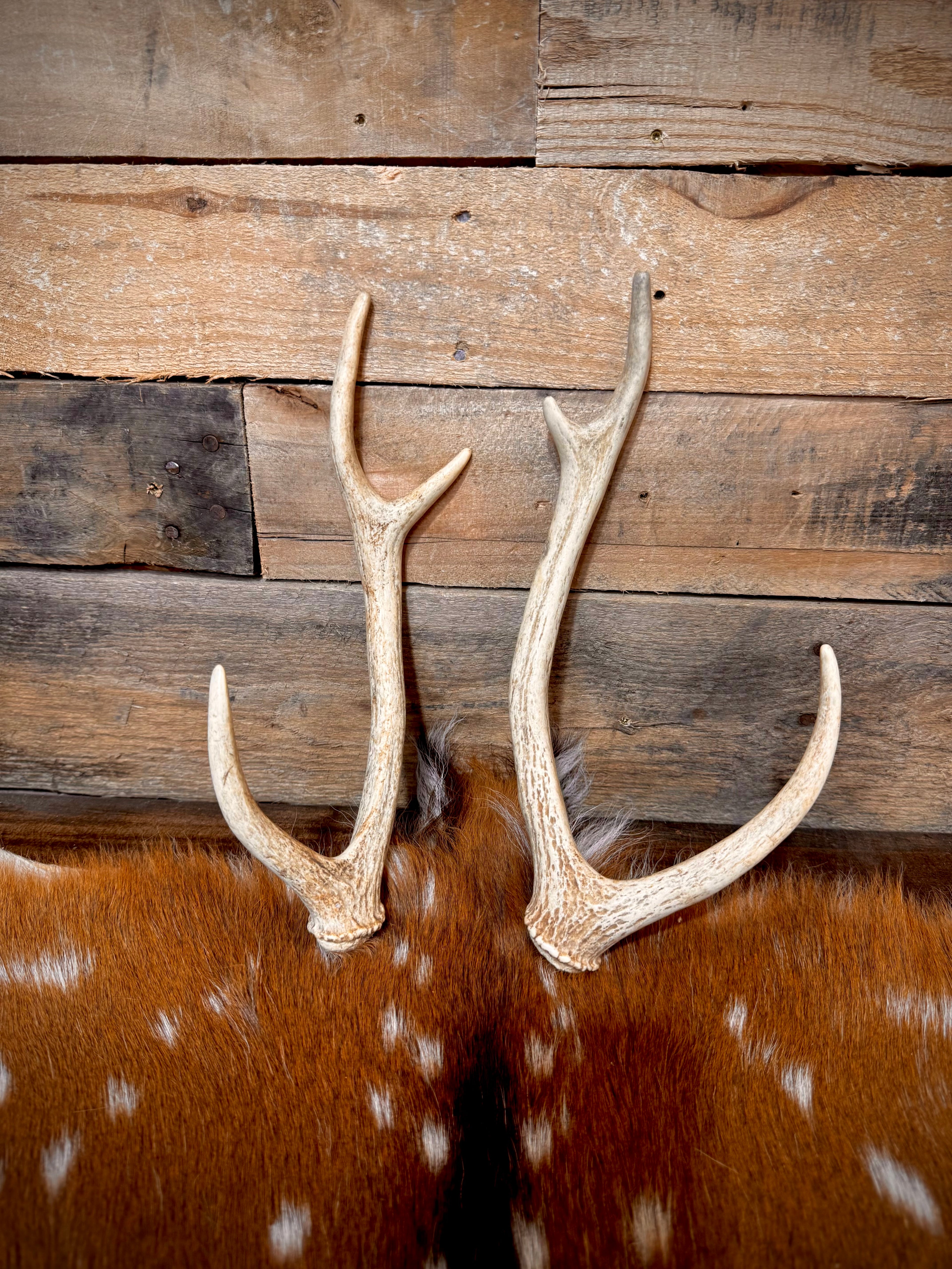 Pair of Non-Matching Axis Deer Antler Sheds - A Grade - Choose Size
