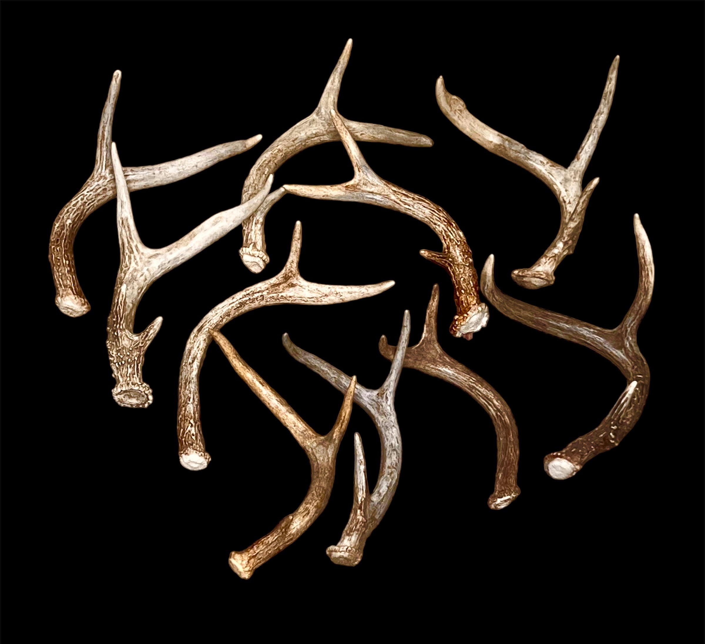 Extra-Small Fork-Horn 2/3 Point Whitetail Antler Sheds - Wreath and Tree Decor