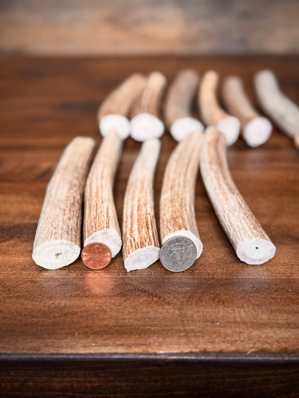 Small Tapered Axis Antler Sections - Great For Knife Handles, Dog Chews, & Carving