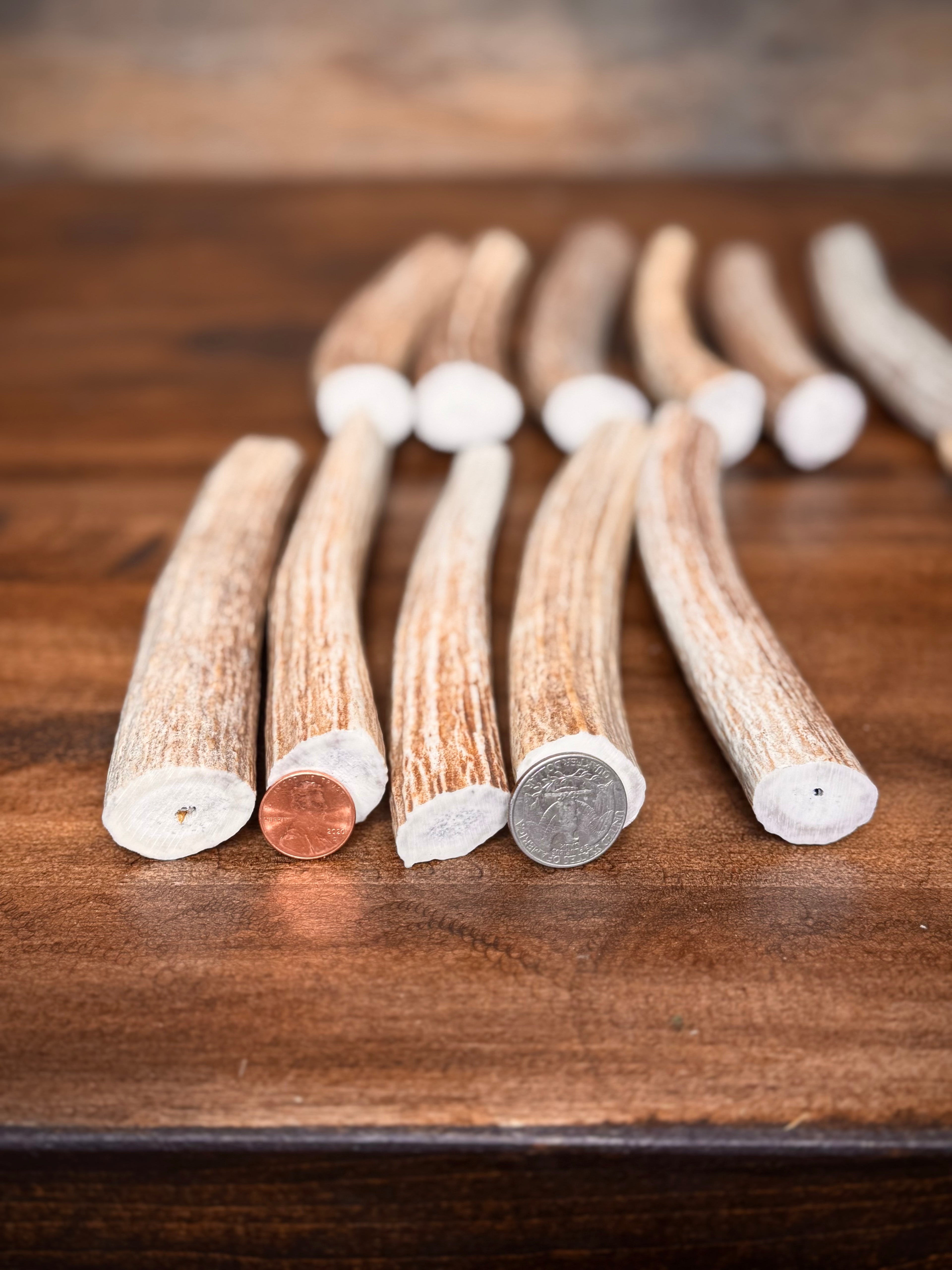 Small Tapered Axis Antler Sections - Great For Knife Handles, Dog Chews, & Carving