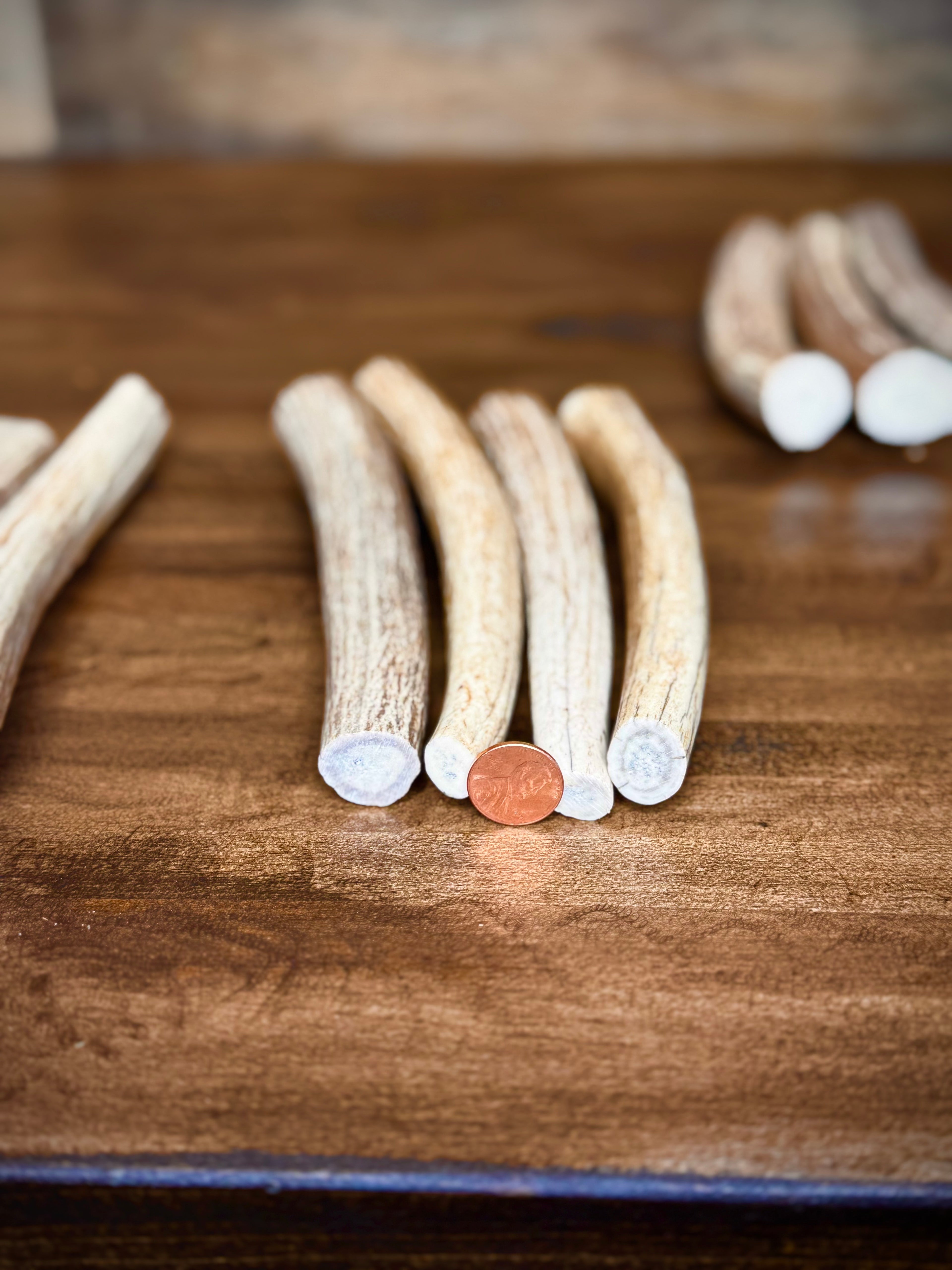 Small Tapered Axis Antler Sections - Great For Knife Handles, Dog Chews, & Carving