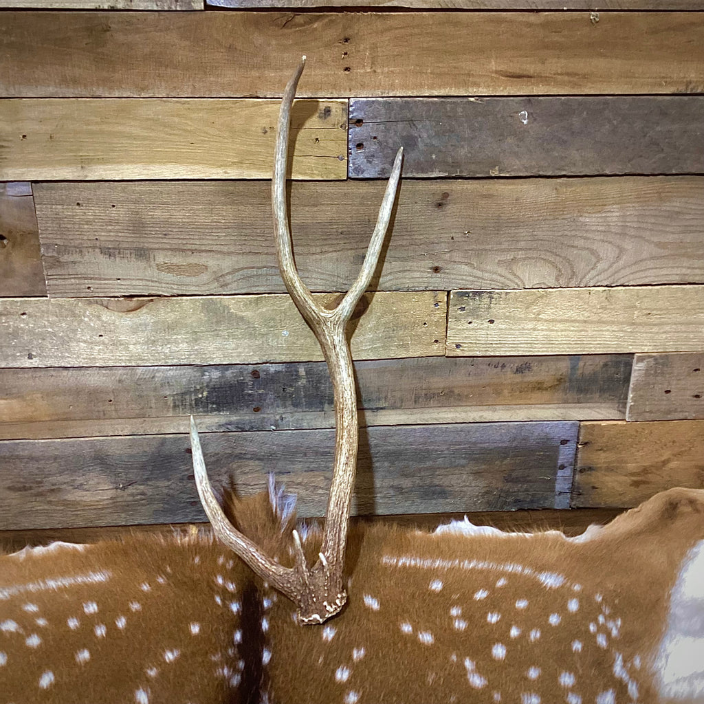 Large Axis Deer Antler Sheds, 22-26" Long - A Grade - Choose Quantity