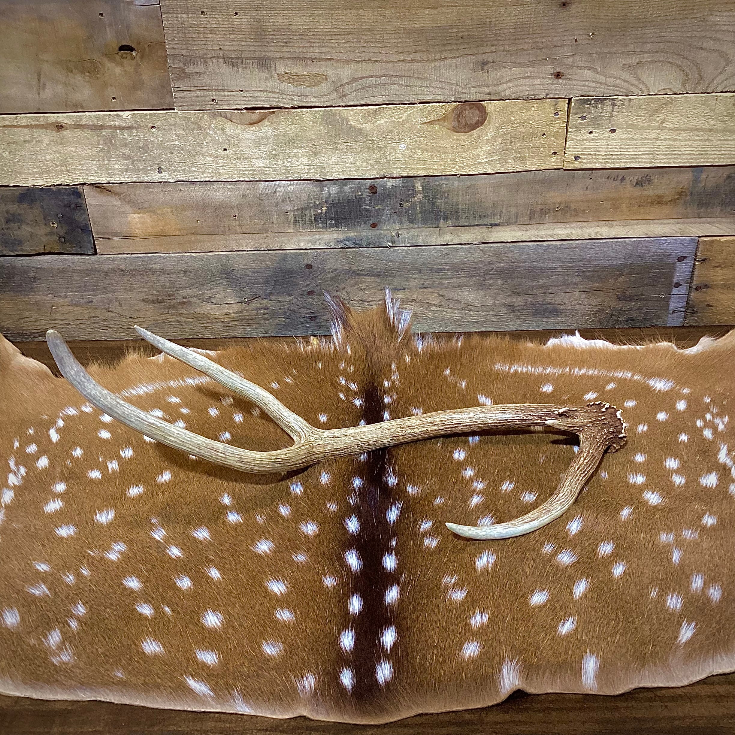 Large Axis Deer Antler Sheds, 22-26" Long - A Grade - Choose Quantity