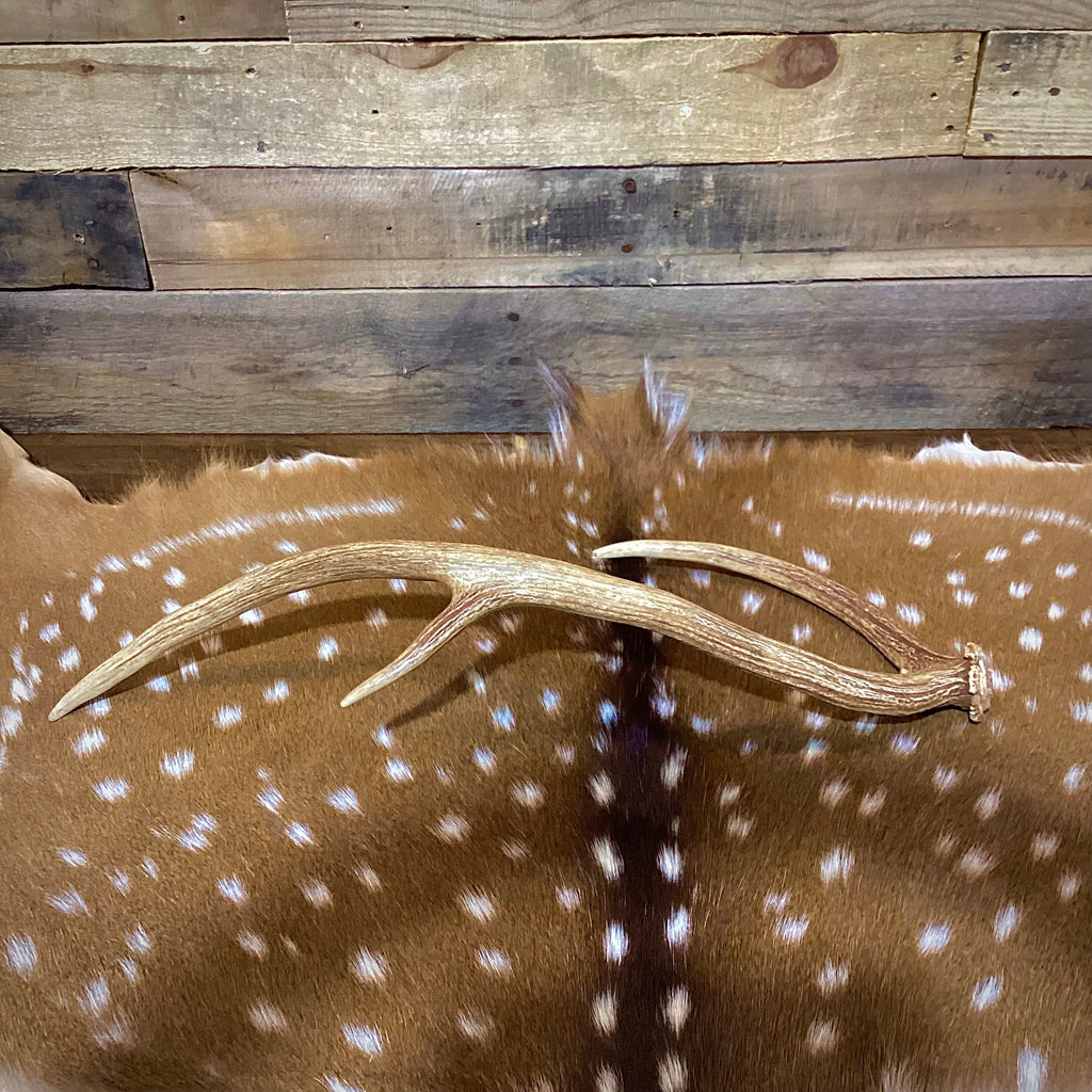 Large Axis Deer Antler Sheds, 22-26" Long - A Grade - Choose Quantity