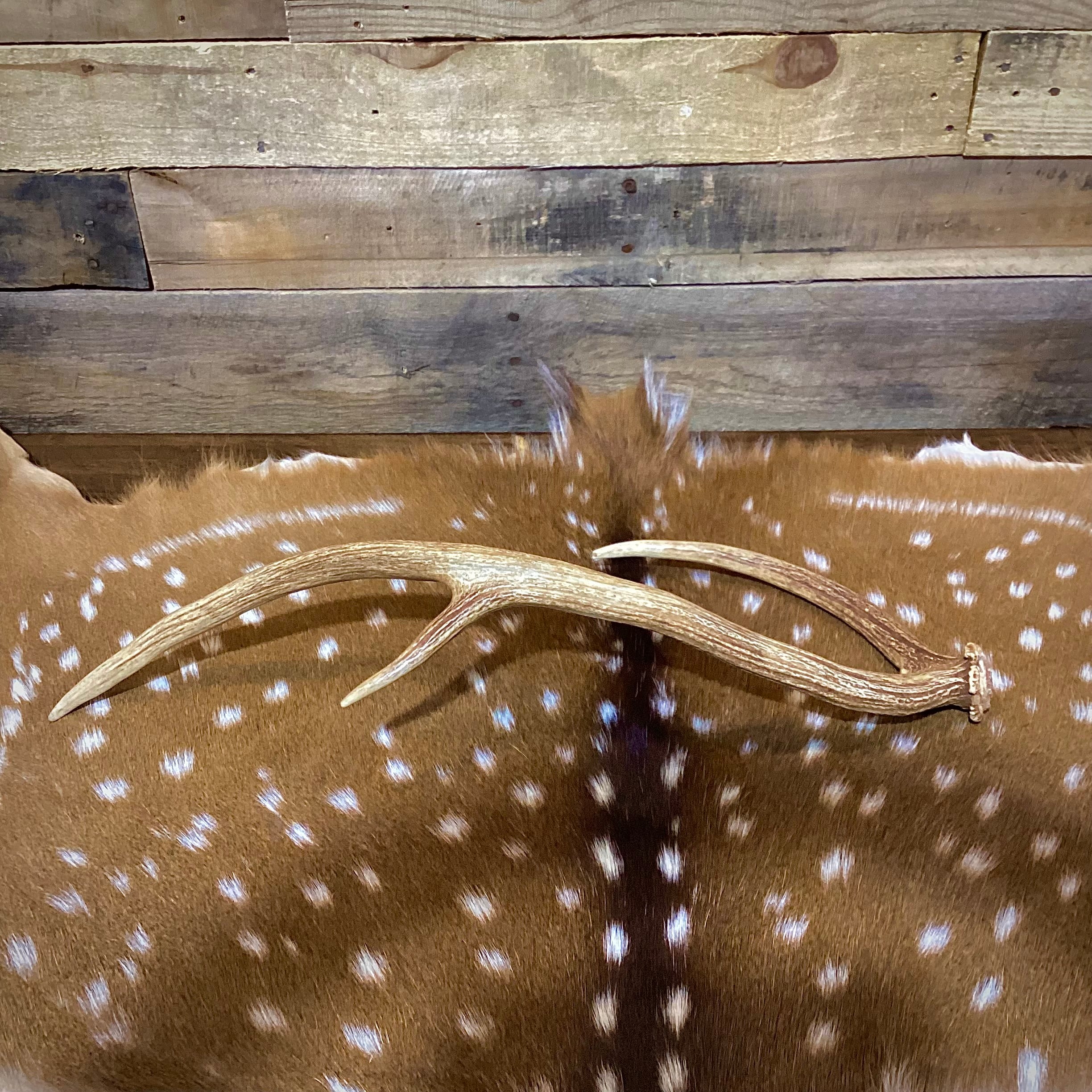 Large Axis Deer Antler Sheds, 22-26" Long - A Grade - Choose Quantity