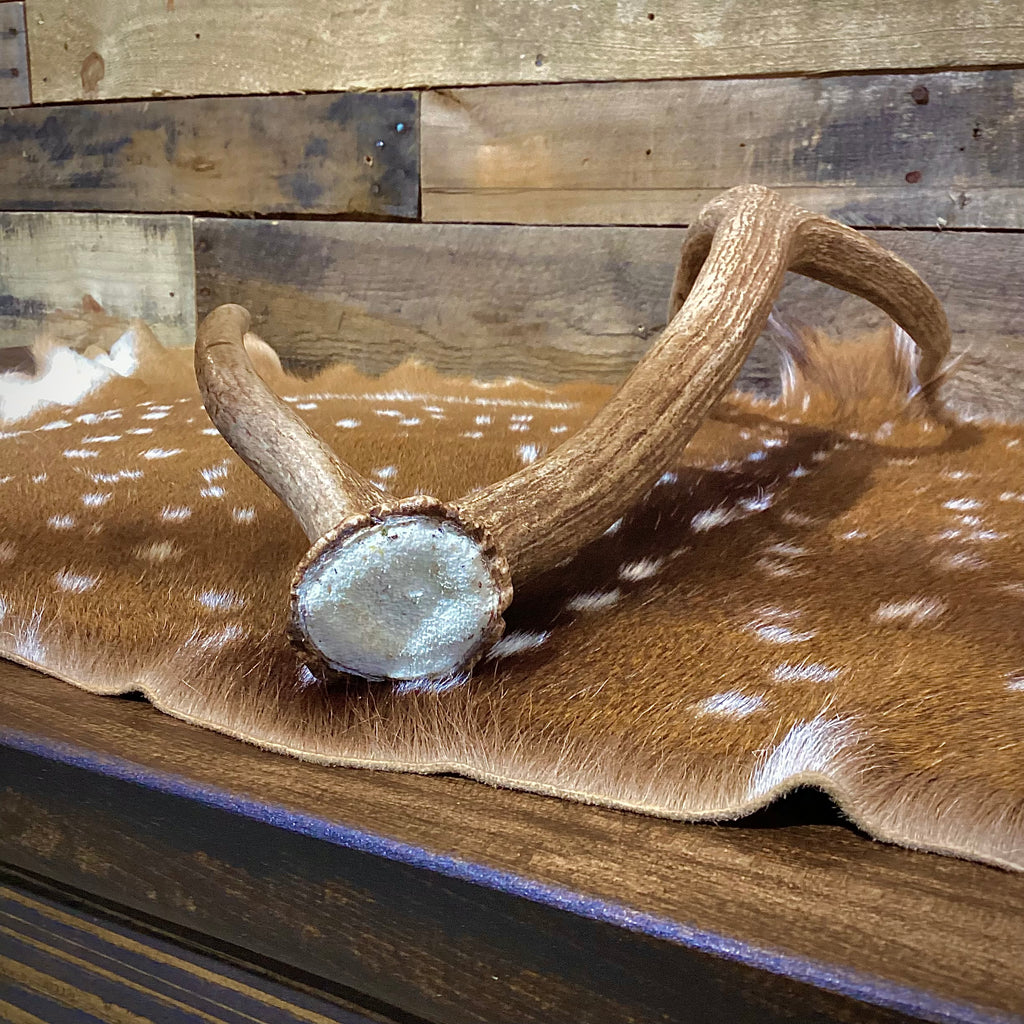Large Axis Deer Antler Sheds, 22-26" Long - A Grade - Choose Quantity
