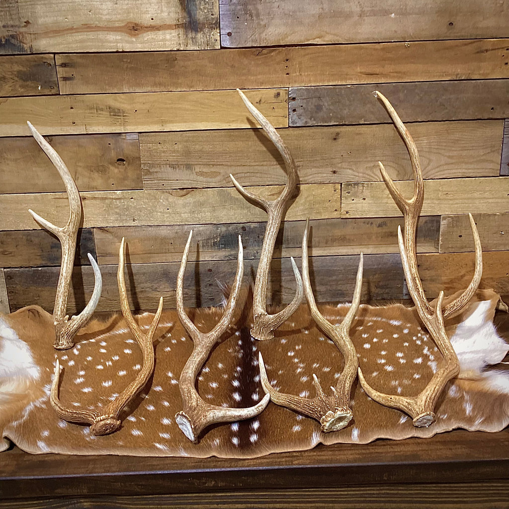 Large Axis Deer Antler Sheds, 22-26" Long - A Grade - Choose Quantity