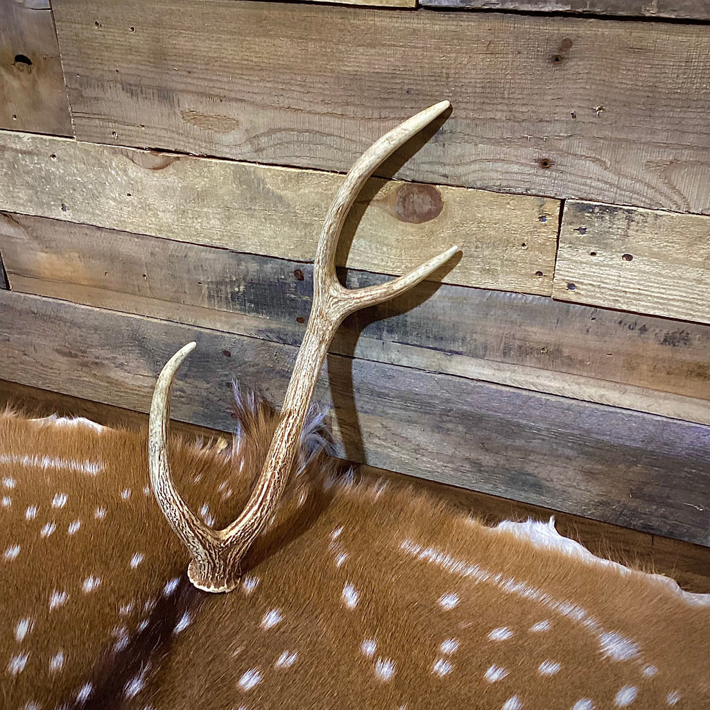 Medium Axis Deer Antler Sheds -18-22" Long - A Grade - Choose Quantity