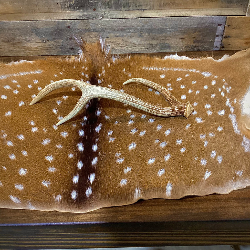 Medium Axis Deer Antler Sheds -18-22" Long - A Grade - Choose Quantity
