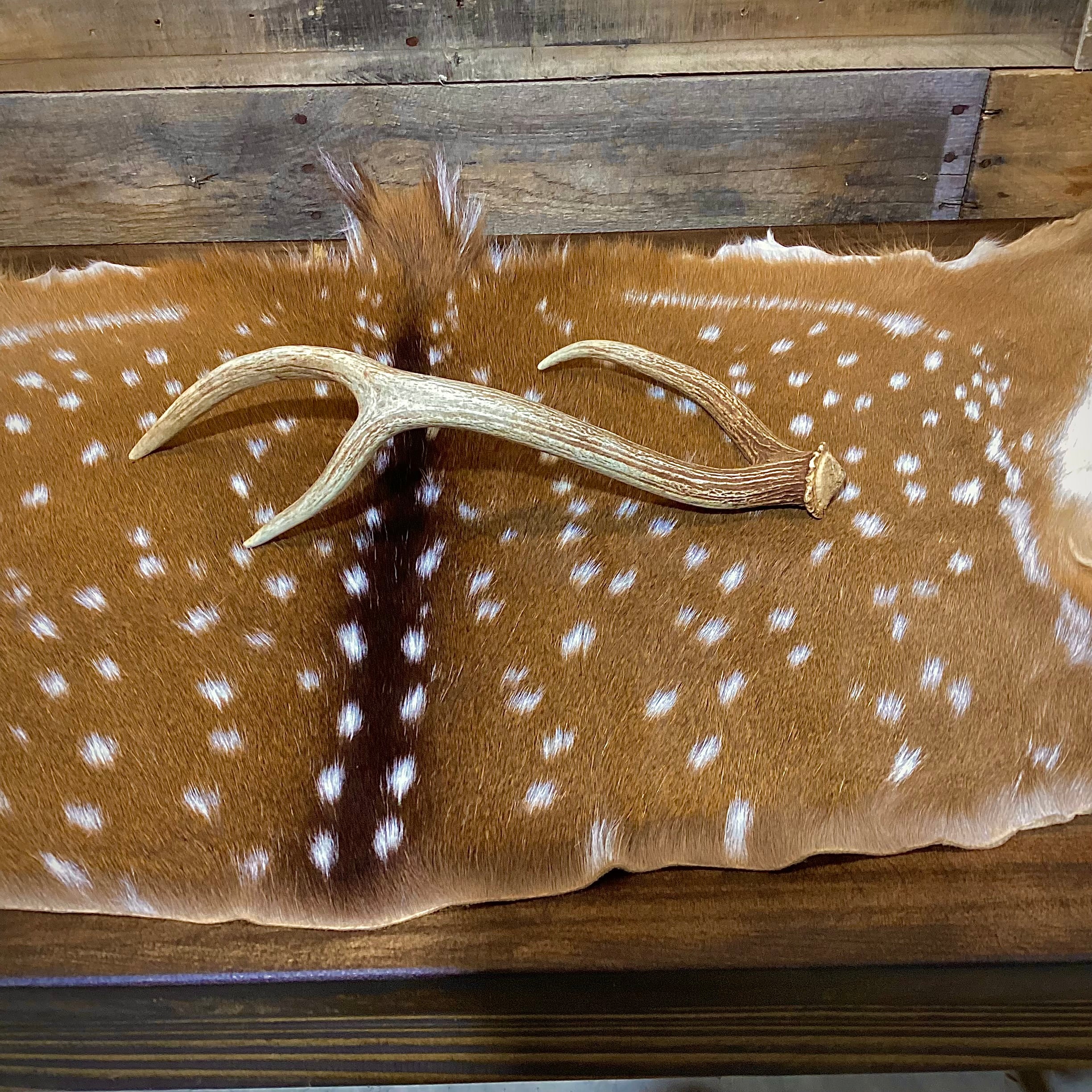 Medium Axis Deer Antler Sheds -18-22" Long - A Grade - Choose Quantity