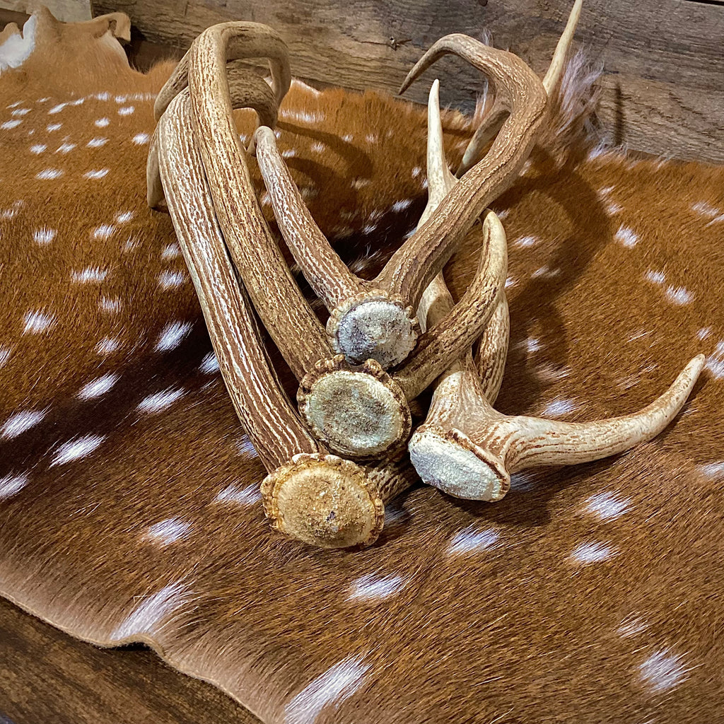 Medium Axis Deer Antler Sheds -18-22" Long - A Grade - Choose Quantity