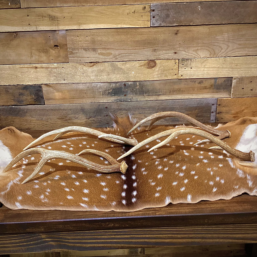 Medium Axis Deer Antler Sheds -18-22" Long - A Grade - Choose Quantity