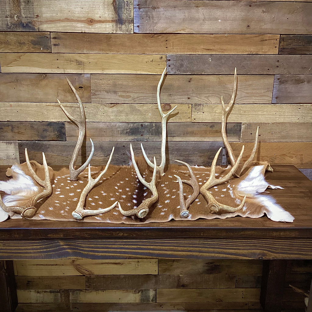 Medium Axis Deer Antler Sheds -18-22" Long - A Grade - Choose Quantity