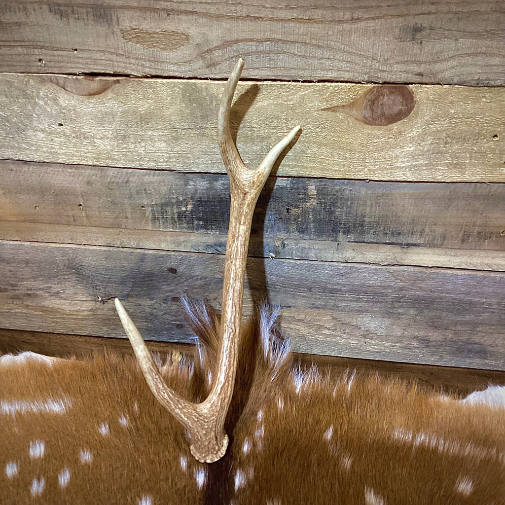 Small Axis Deer Antler Sheds, 12-18" Long - A Grade - Choose Quantity