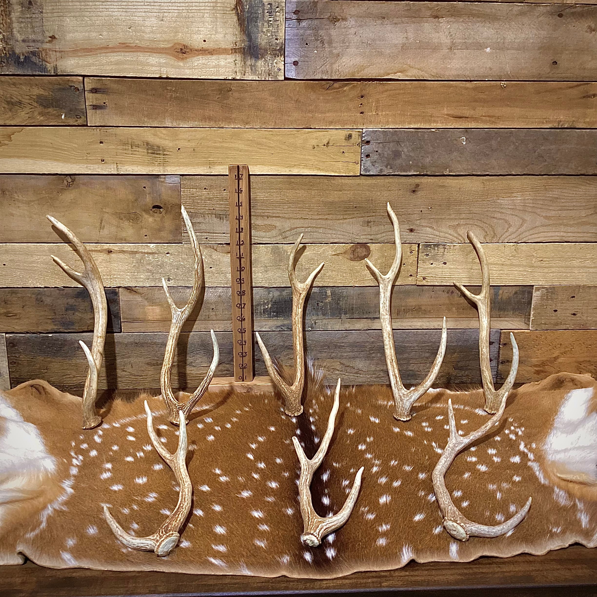 Small Axis Deer Antler Sheds, 12-18" Long - A Grade - Choose Quantity