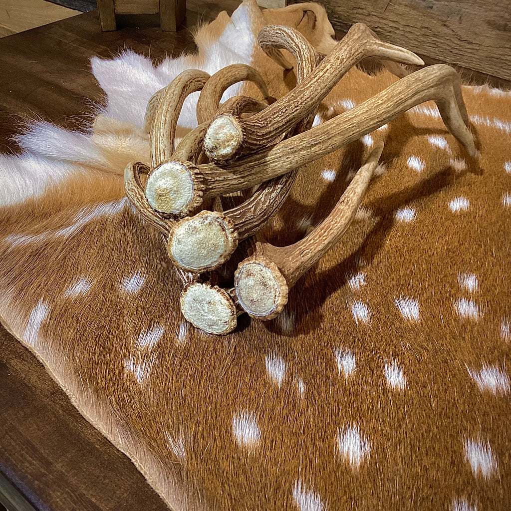 Small Axis Deer Antler Sheds, 12-18" Long - A Grade - Choose Quantity