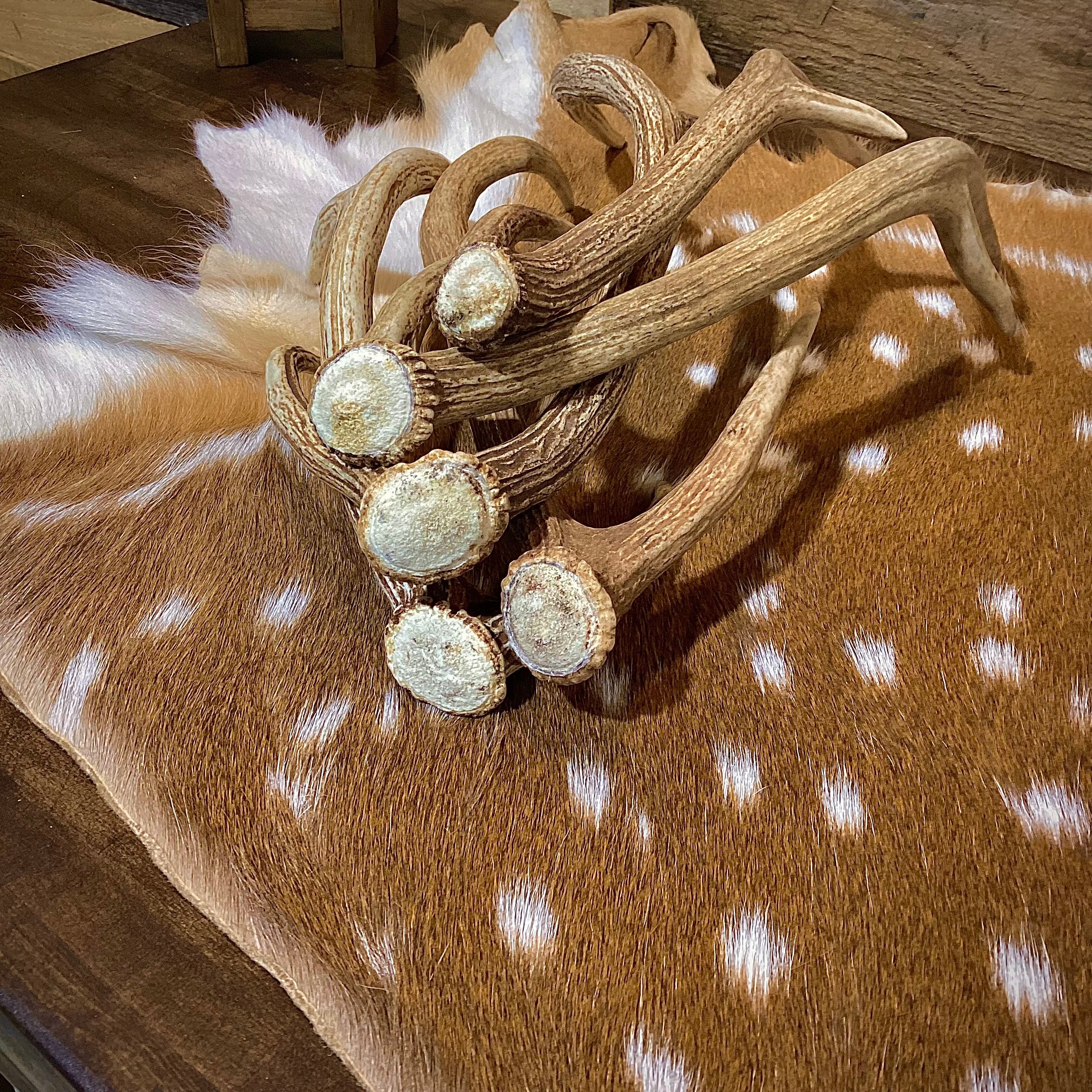Small Axis Deer Antler Sheds, 12-18" Long - A Grade - Choose Quantity