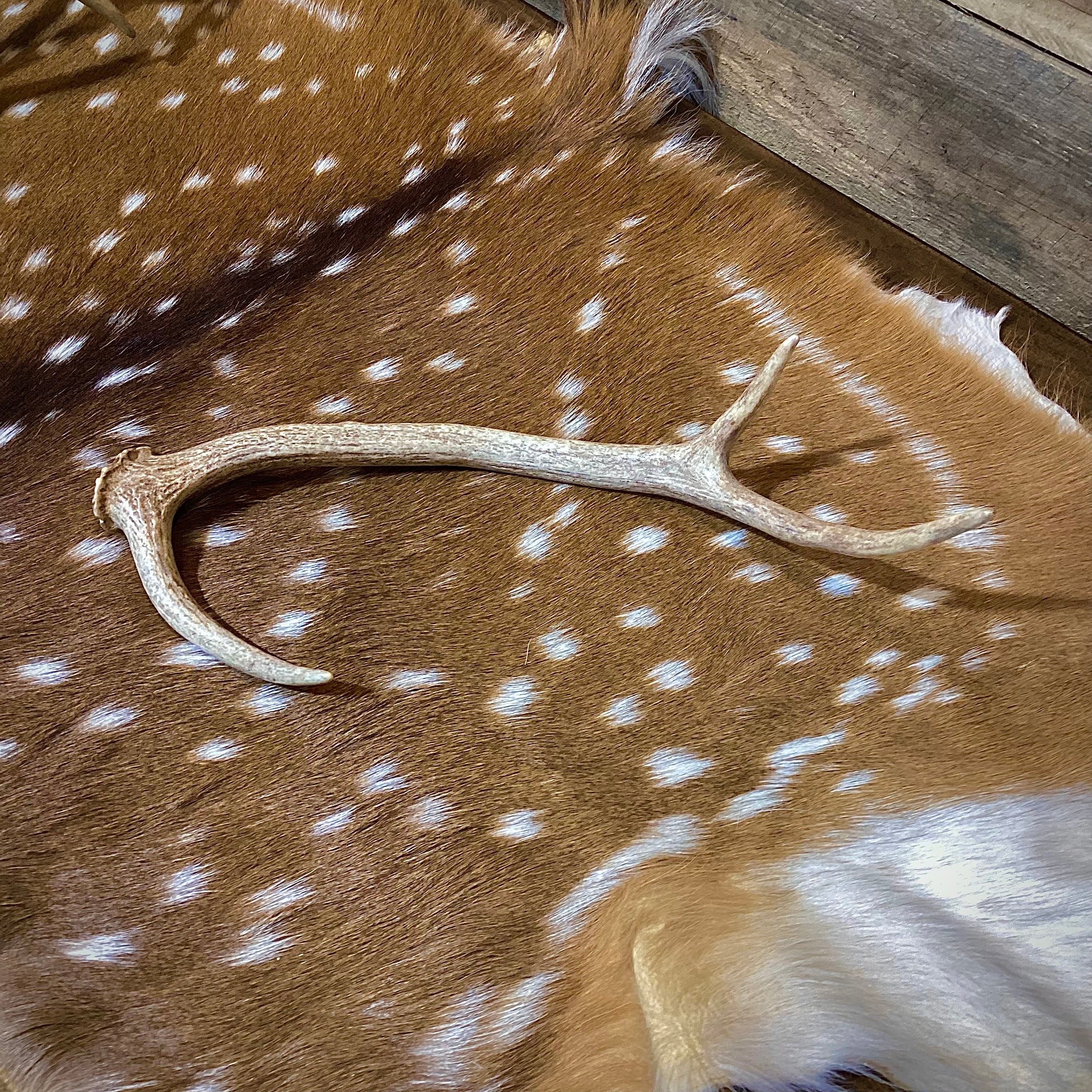 Small Axis Deer Antler Sheds, 12-18" Long - A Grade - Choose Quantity