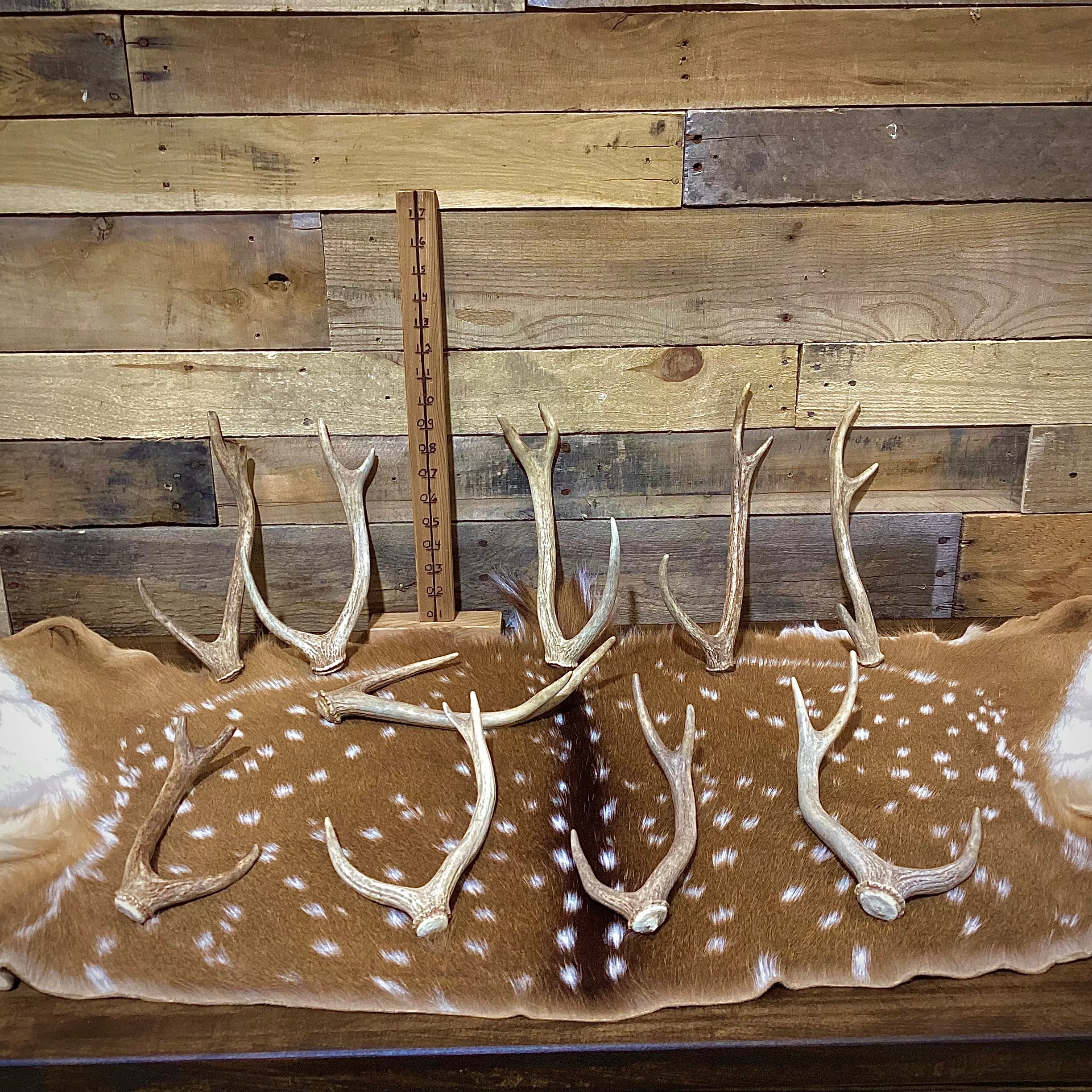 Extra Small Axis Deer Antler Sheds - Under 12" Long - Choose Quantity