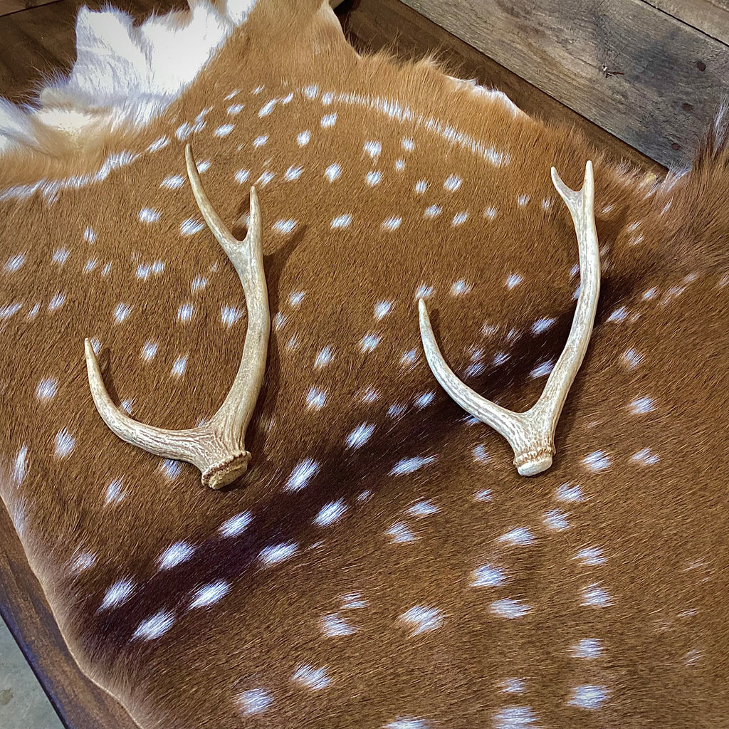 Extra Small Axis Deer Antler Sheds - Under 12" Long - Choose Quantity