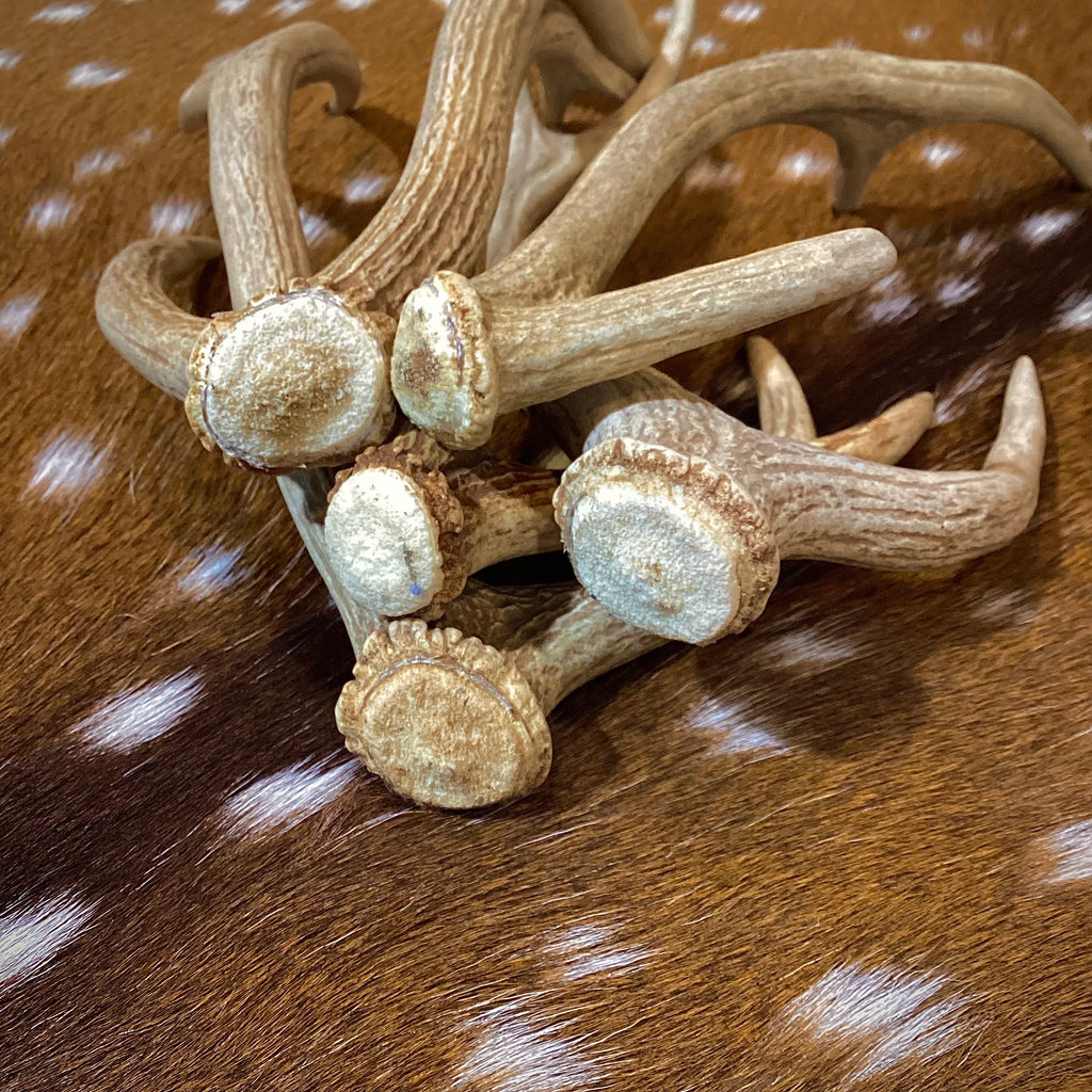Extra Small Axis Deer Antler Sheds - Under 12" Long - Choose Quantity