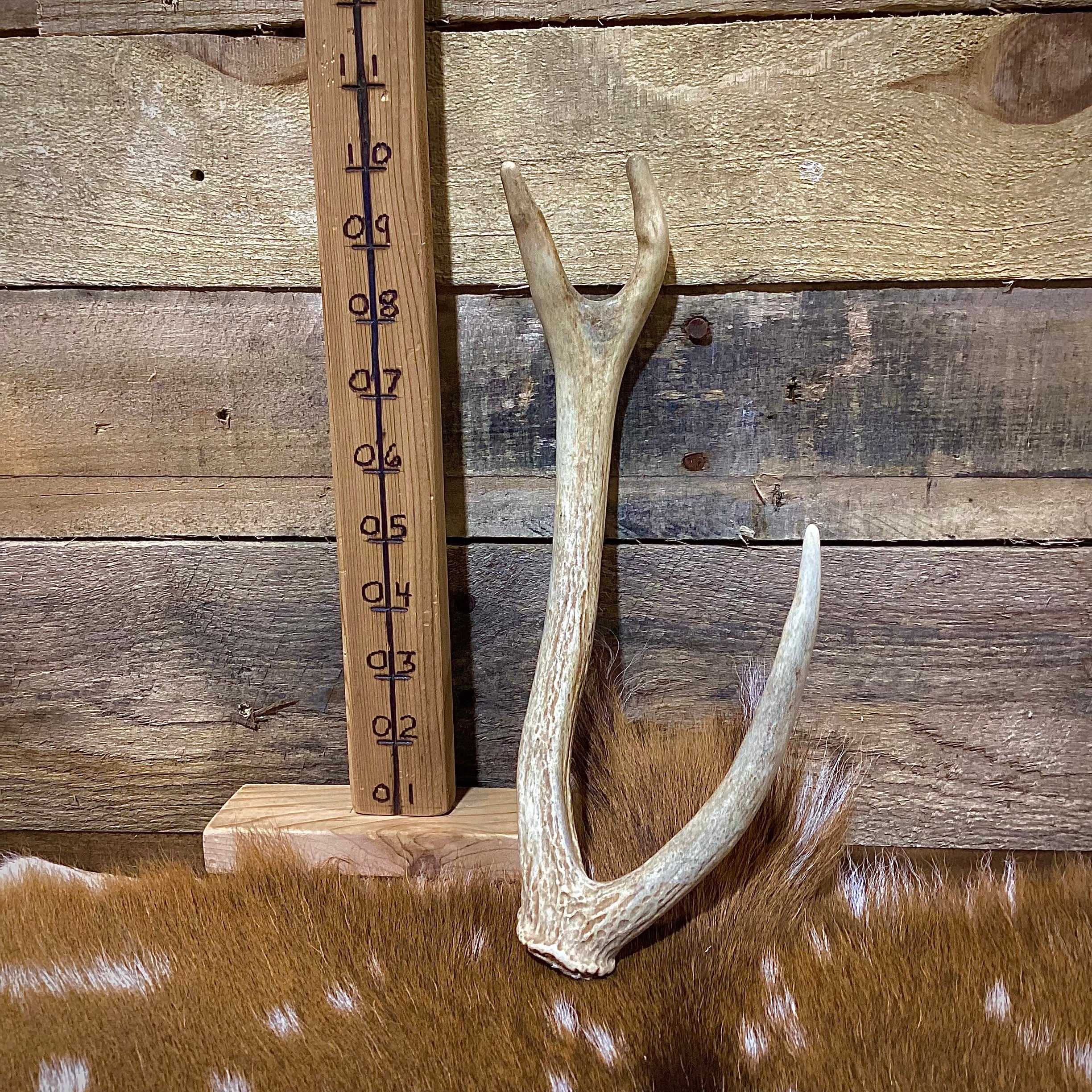 Extra Small Axis Deer Antler Sheds - Under 12" Long - Choose Quantity