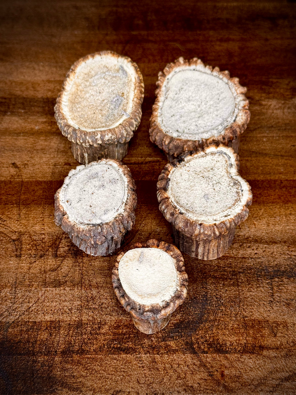 Elk Antler Burr/Crown/Rosette - Choose Size and Quantity