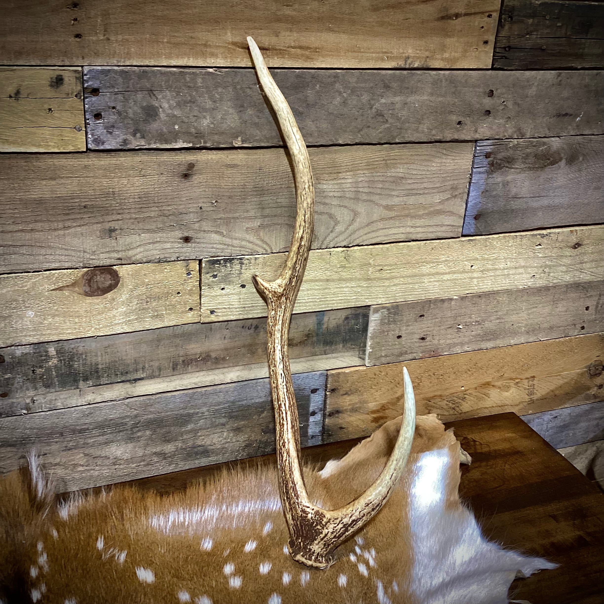 A Grade AXIS Deer Antler Sheds - A Grade With Minor Blemishes - 5 or 10 Pounds - Free Ship