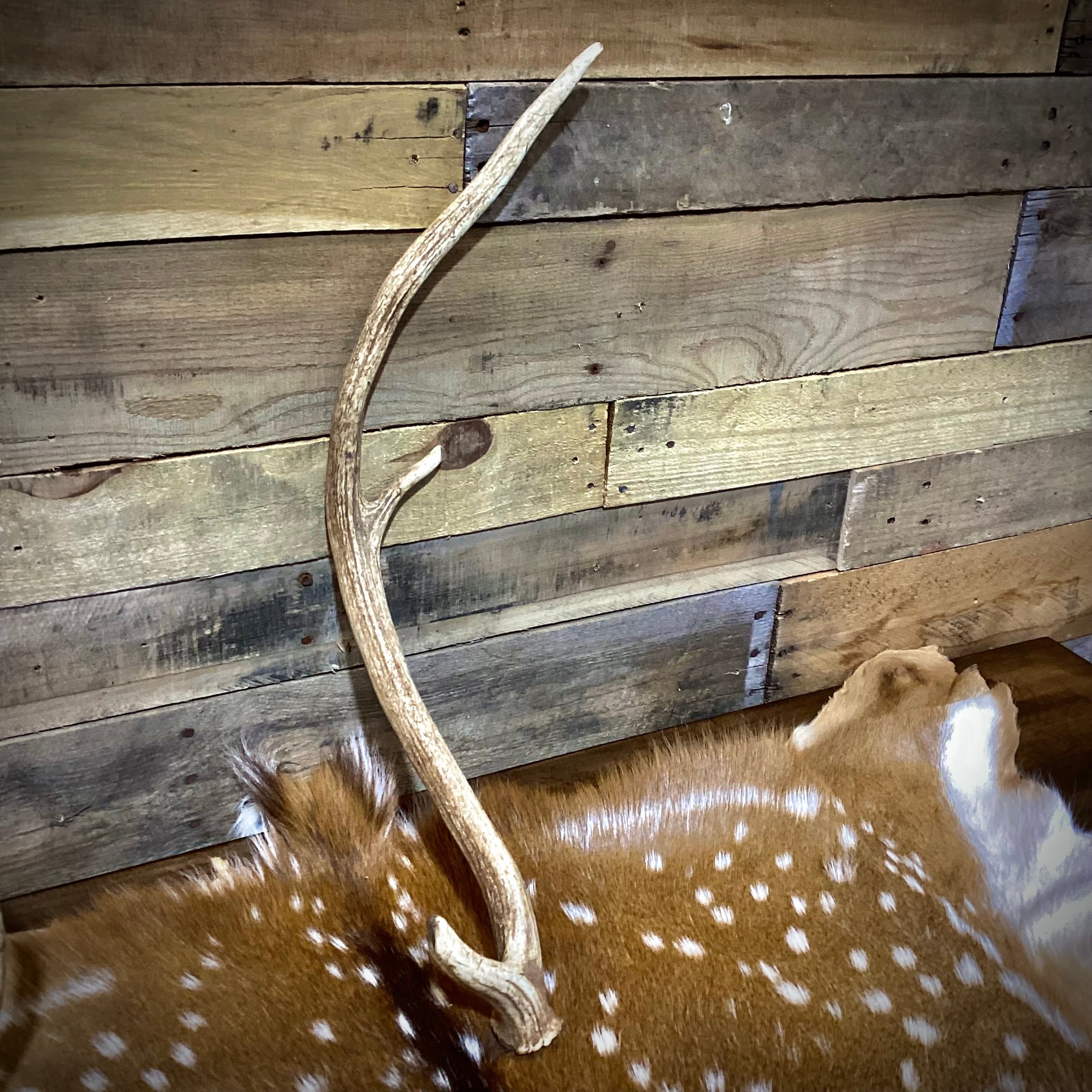 A Grade AXIS Deer Antler Sheds - A Grade With Minor Blemishes - 5 or 10 Pounds - Free Ship