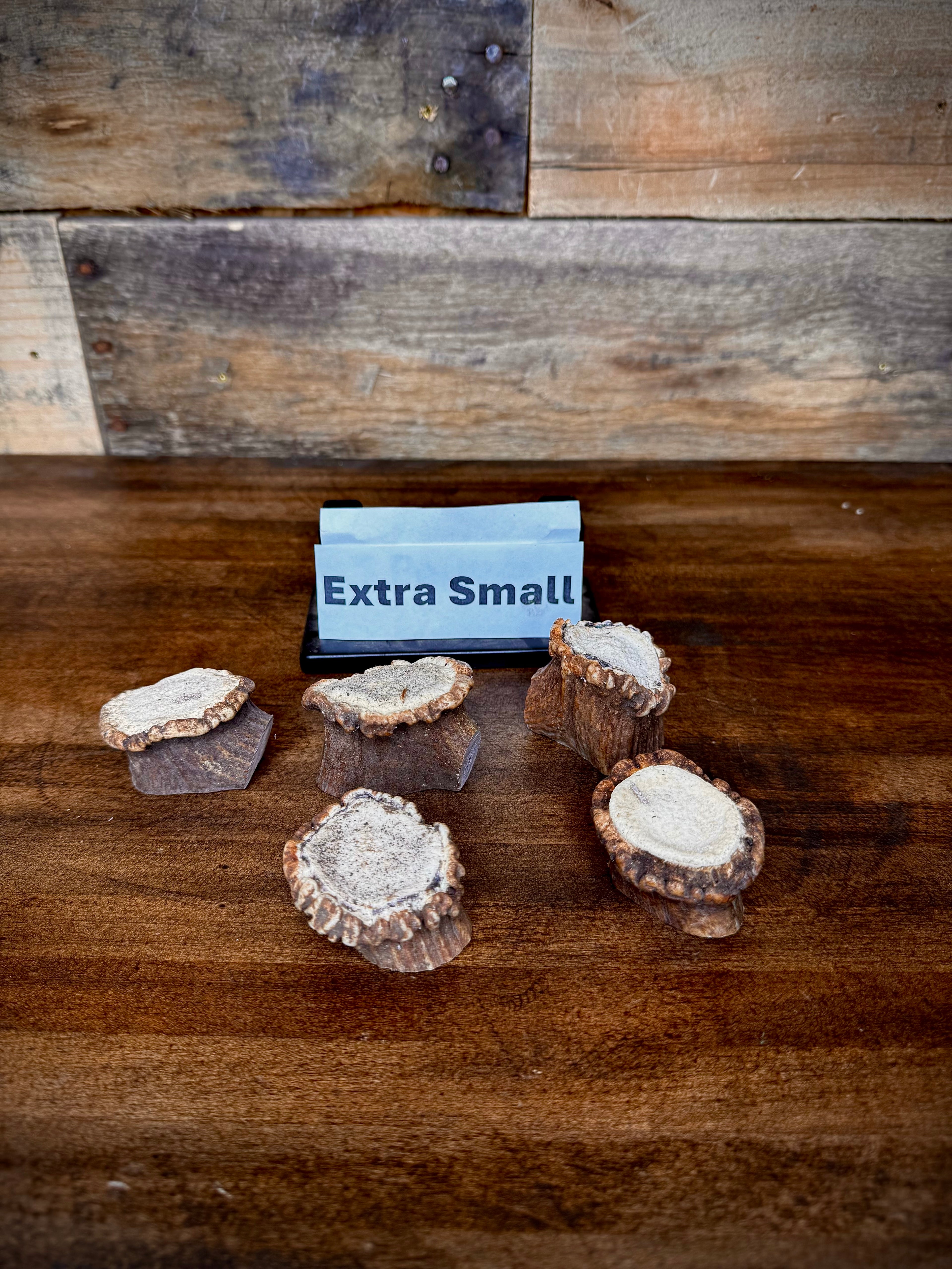 Elk Antler Burr/Crown/Rosette - Choose Size and Quantity