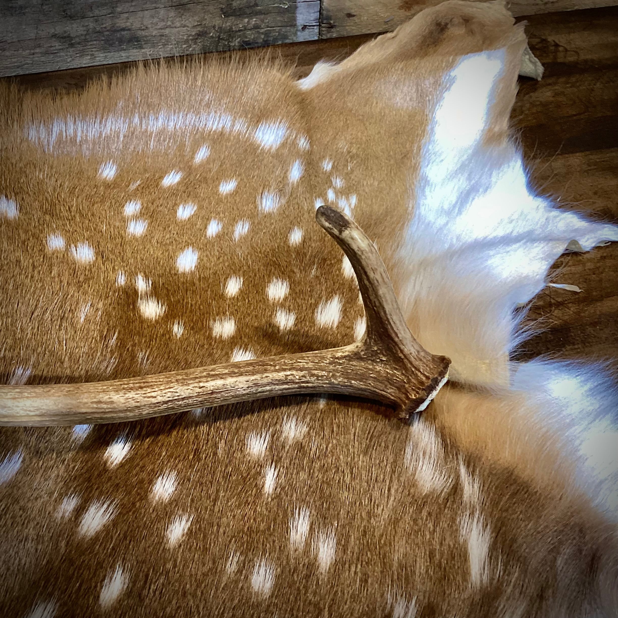 A Grade AXIS Deer Antler Sheds - A Grade With Minor Blemishes - 5 or 10 Pounds - Free Ship
